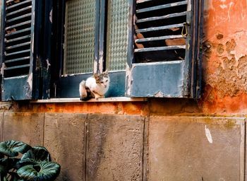 Stray cat sitting at window