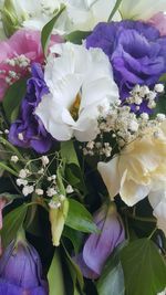 Close-up of purple flowers