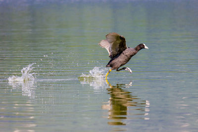 Bird flying over lake