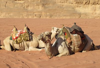 Camels in desert