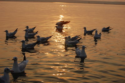 Birds swimming in sea against sky