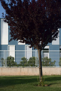Trees growing on field against buildings in city