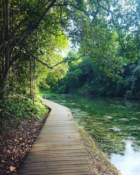 Narrow walkway along trees