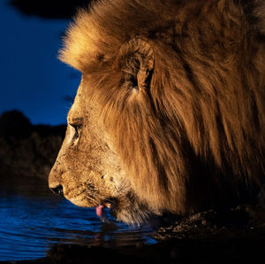 Close-up of cat drinking water