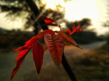 Close-up of red maple leaf against sky