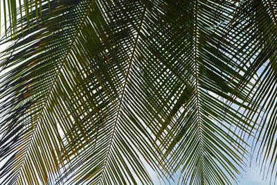 Low angle view of palm tree leaves