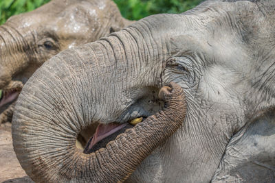 Close-up of elephant sleeping