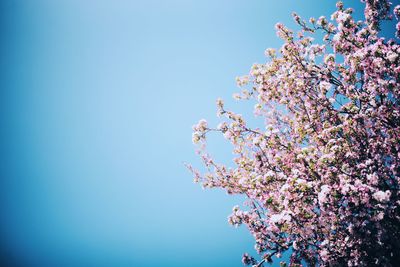 Low angle view of cherry blossoms against sky