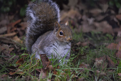 Close-up of squirrel