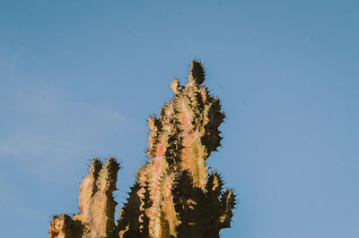 Low angle view of cactus plant against clear blue sky