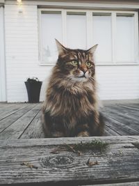 Portrait of cat sitting on wood