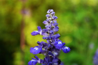 Close-up of purple flowers