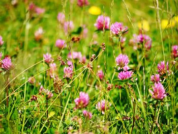 Close-up of pink flowering plants on field