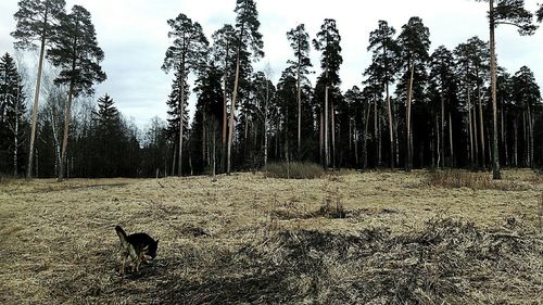 Dog in forest