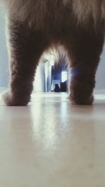 Close-up of cat on floor at home