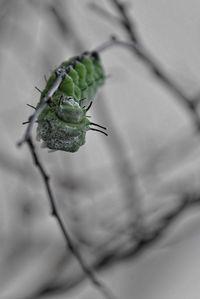 Close-up of plant