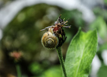 Close-up of snail on plant