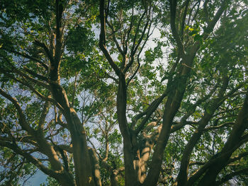 Low angle view of trees in forest