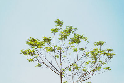 Low angle view of tree against sky