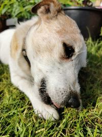 Close-up of a dog on field