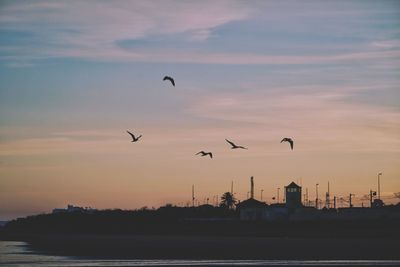 Silhouette birds flying over sea against sky during sunset