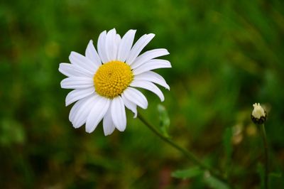 Close-up of flower blooming in park