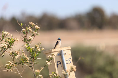 Close-up of bird perching by plant