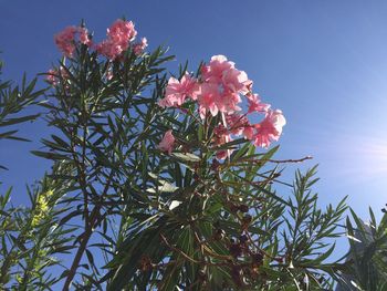 Low angle view of flower tree against clear sky