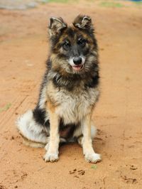 Portrait of dog sitting on field