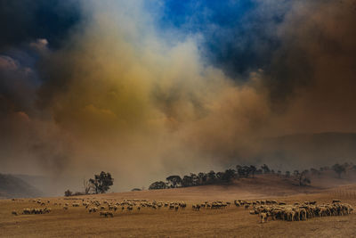 Sheep sheltering from approaching wildfire in canberra australia
