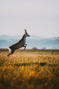 Deer running on field against sky