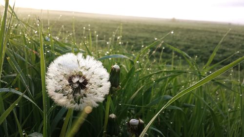 Close-up of dandelion on grassy field