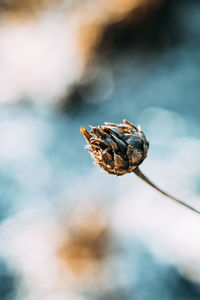 Close-up of plant with frost. flower buds. 