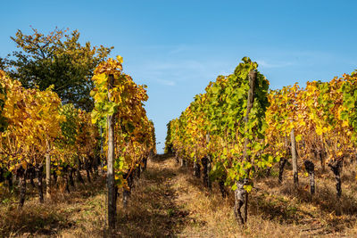 View of vineyard against sky