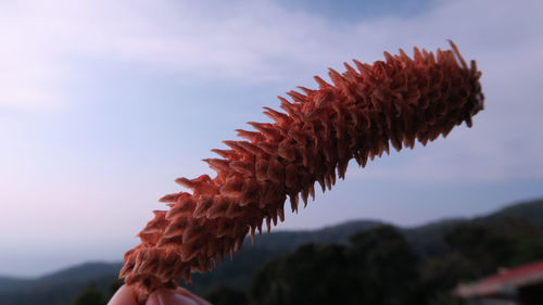 Low angle view of plant against sky