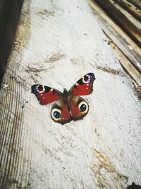 High angle view of butterfly on floor