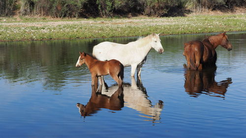 View of two drinking water in lake