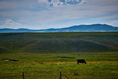 Horses grazing in a field