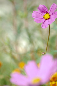 Beautiful blooming pink flowers in the green grass