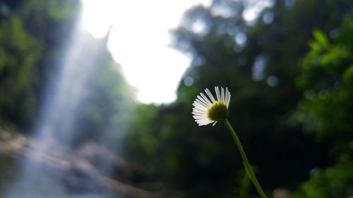 Close-up of flower against blurred background