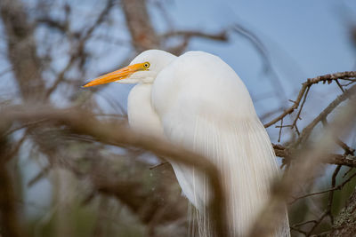 Bird perching on a branch