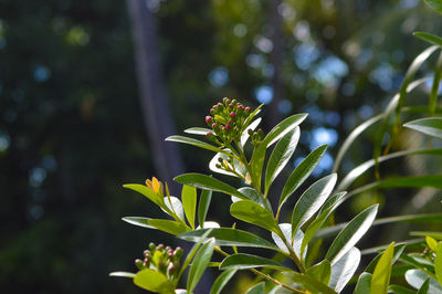 Close-up of plant