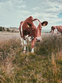 Cow standing on field against sky