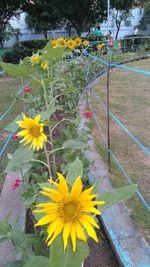 Close-up of yellow flowers