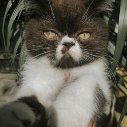 Close-up portrait of a cat