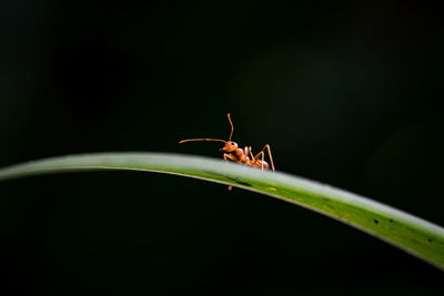 Close up one red ant on green leaf and black background