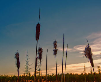 Close-up of plants on field against sky during sunset