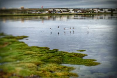 Birds in water