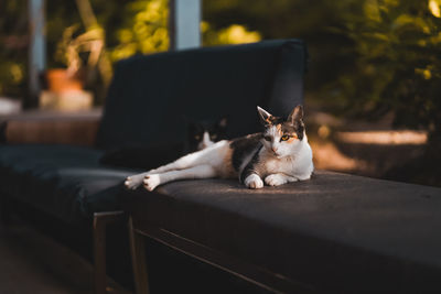 Cat resting on sofa