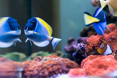 Colorful tropical fish acanthurus leucosternon, zebrasoma flavescens in home reef fish tank. 